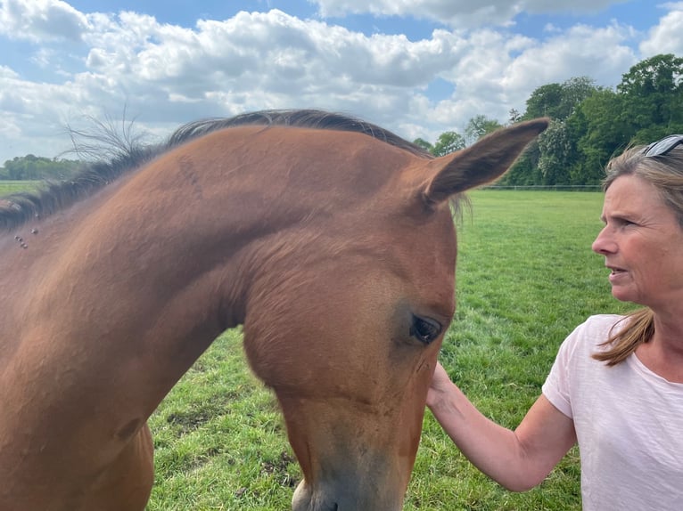 Oldenbourg Hongre 3 Ans 167 cm Bai clair in Münster