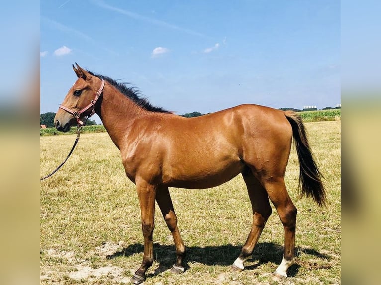 Oldenbourg Hongre 3 Ans 167 cm Bai clair in Münster