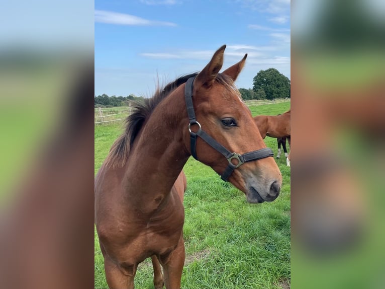 Oldenbourg Hongre 3 Ans 167 cm Bai clair in Münster