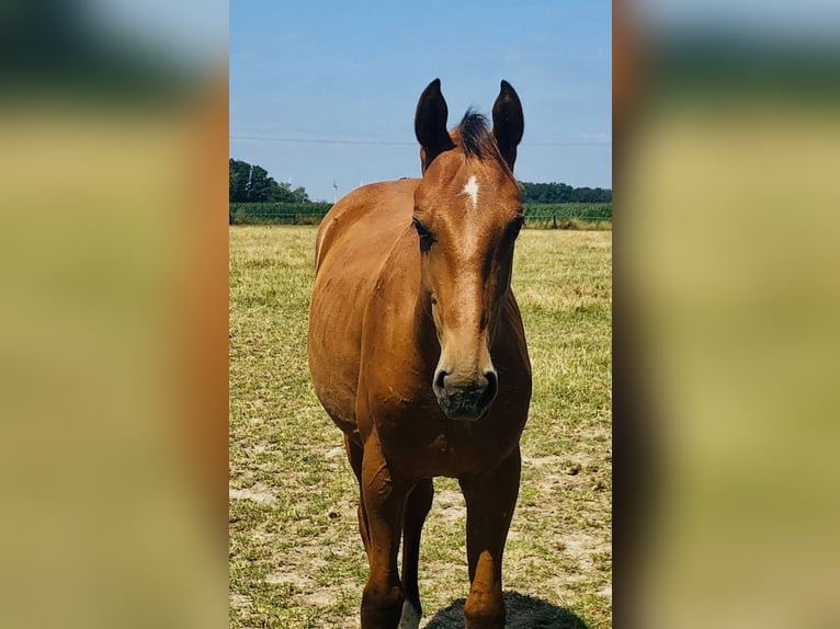 Oldenbourg Hongre 3 Ans 167 cm Bai clair in Münster