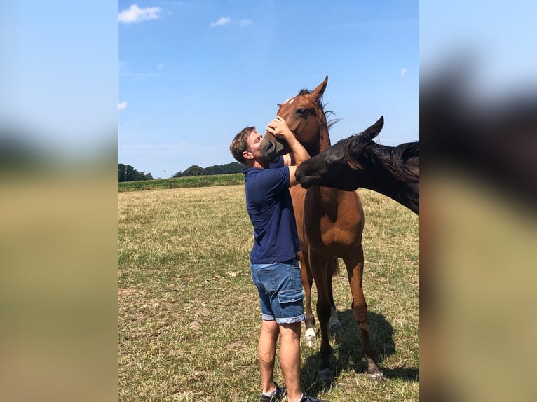 Oldenbourg Hongre 3 Ans 167 cm Bai clair in Münster