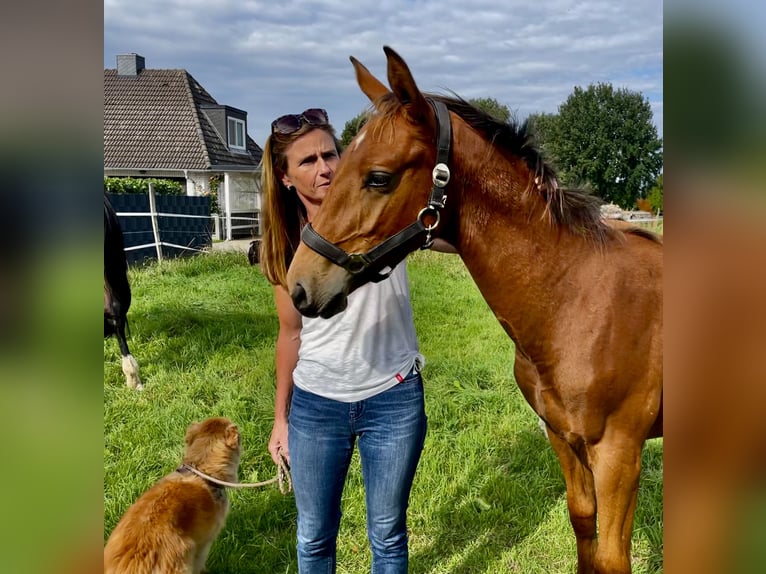 Oldenbourg Hongre 3 Ans 167 cm Bai clair in Münster