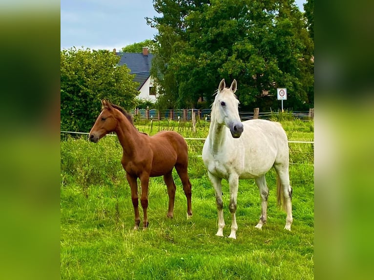 Oldenbourg Hongre 3 Ans 167 cm Bai clair in Münster