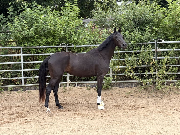 Oldenbourg Hongre 3 Ans 167 cm Noir in Laubach