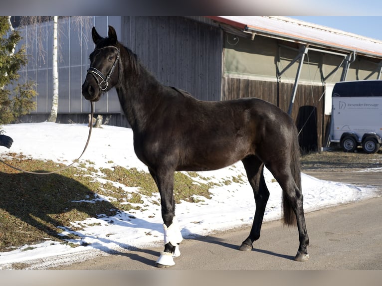 Oldenbourg Hongre 3 Ans 167 cm Noir in Phöben