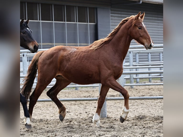 Oldenbourg Hongre 3 Ans 168 cm Alezan brûlé in Brakel