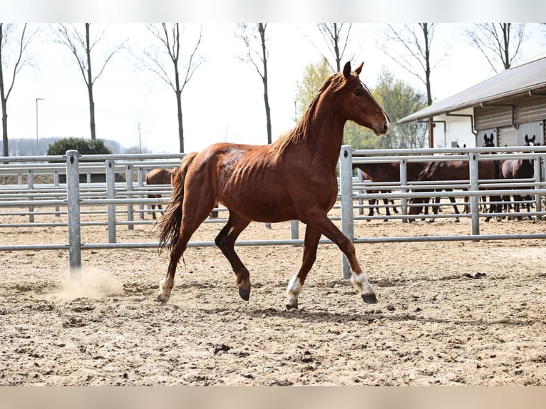 Oldenbourg Hongre 3 Ans 168 cm Alezan brûlé in Brakel