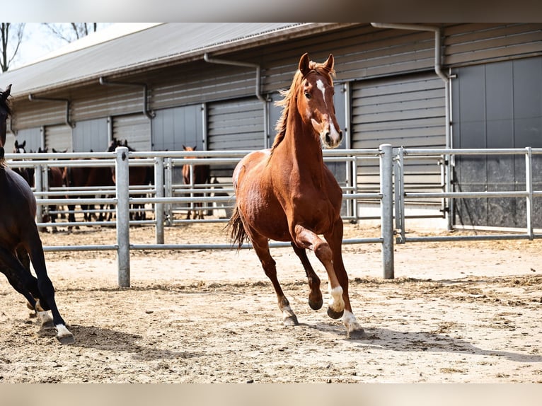 Oldenbourg Hongre 3 Ans 168 cm Alezan brûlé in Brakel