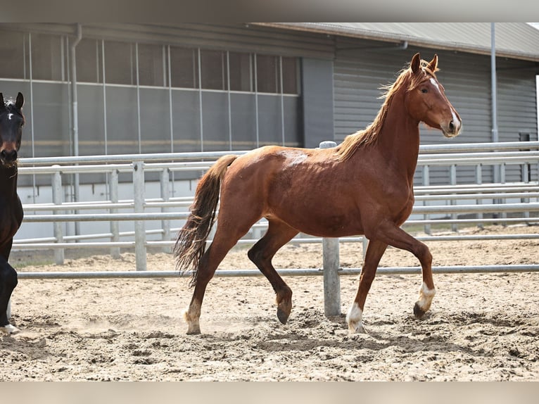 Oldenbourg Hongre 3 Ans 168 cm Alezan brûlé in Brakel