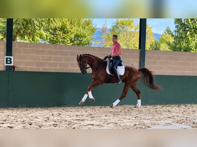 Oldenbourg Hongre 3 Ans 168 cm Alezan in Candeleda