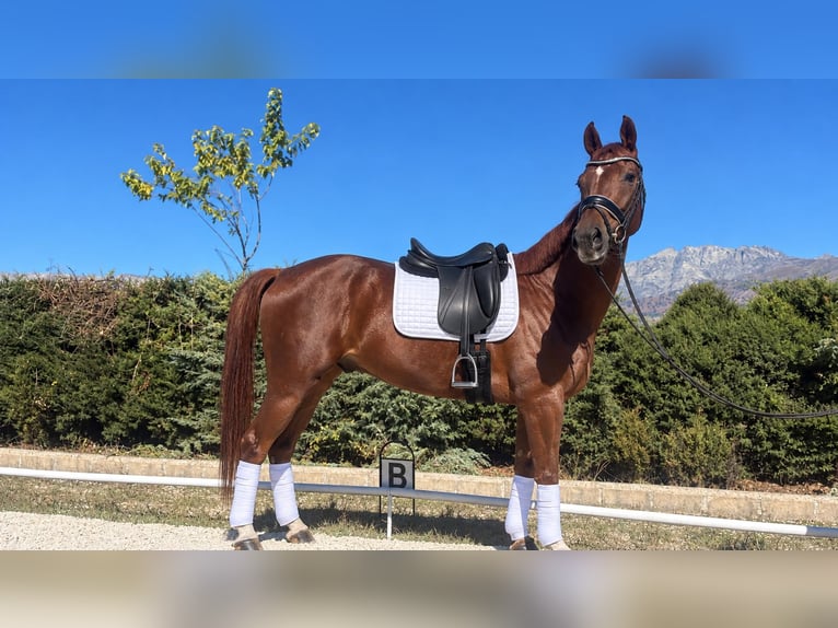 Oldenbourg Hongre 3 Ans 168 cm Alezan in Candeleda