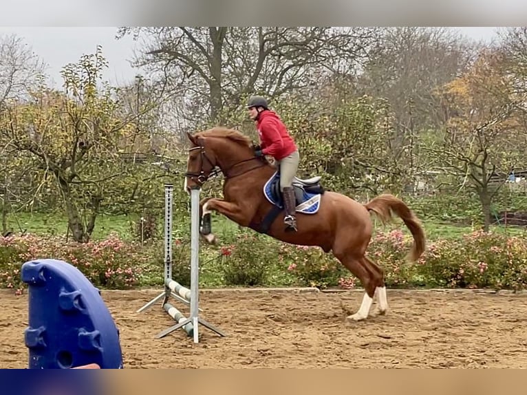 Oldenbourg Hongre 3 Ans 168 cm Alezan in LupendorfMoltzow