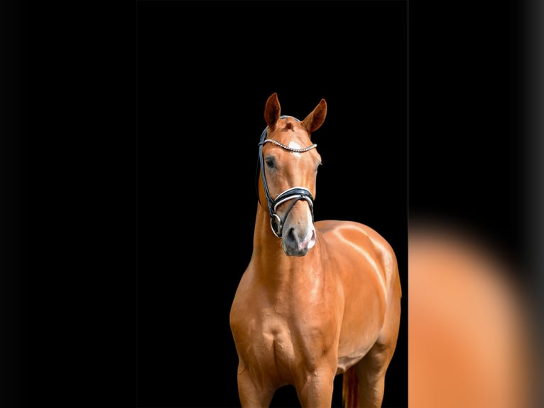 Oldenbourg Hongre 3 Ans 168 cm Alezan in Vechta
