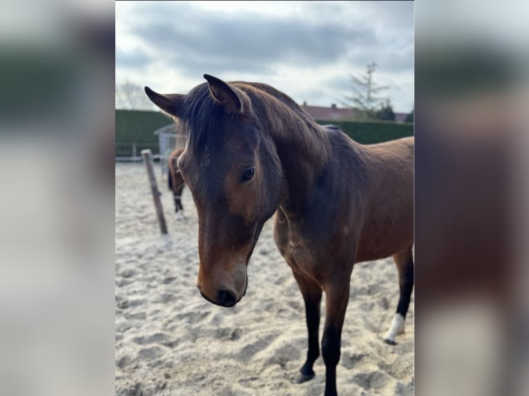 Oldenbourg Hongre 3 Ans 168 cm Bai brun in Großefehn Bagband