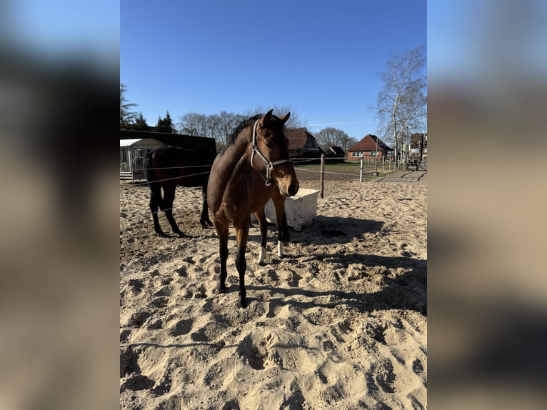 Oldenbourg Hongre 3 Ans 168 cm Bai brun in Großefehn Bagband