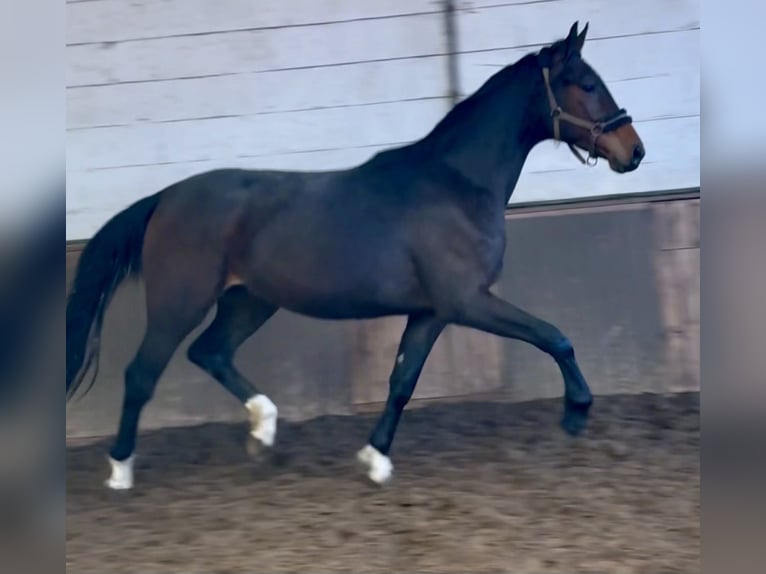 Oldenbourg Hongre 3 Ans 168 cm Bai brun in Lohne (Oldenburg)