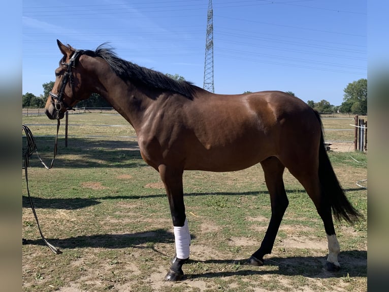Oldenbourg Hongre 3 Ans 168 cm Bai brun in Hamminkeln