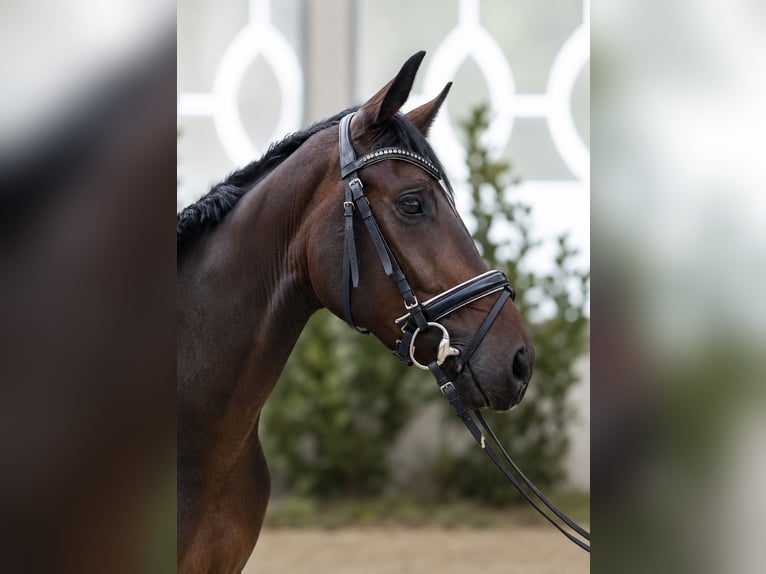 Oldenbourg Hongre 3 Ans 168 cm Bai brun in Margarethen am Moos
