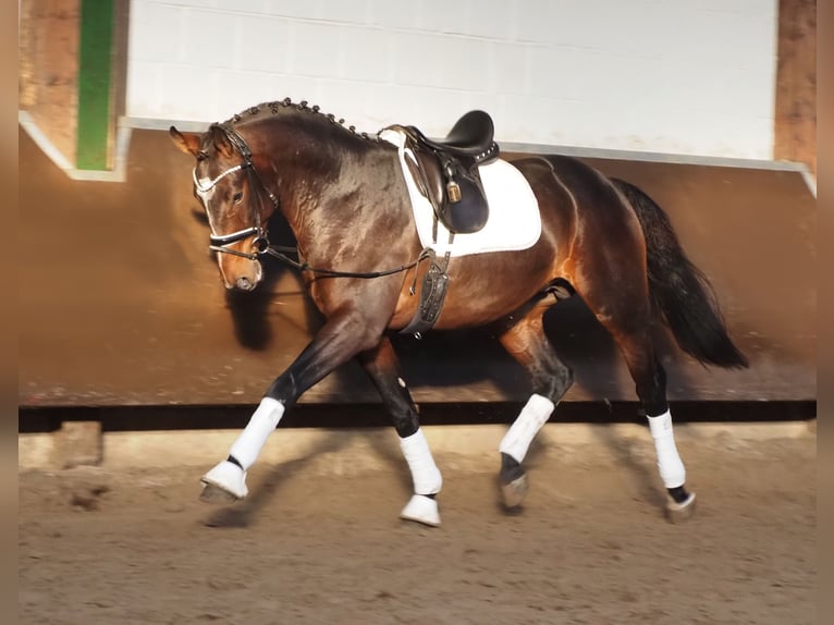 Oldenbourg Hongre 3 Ans 168 cm Bai brun in Bramsche