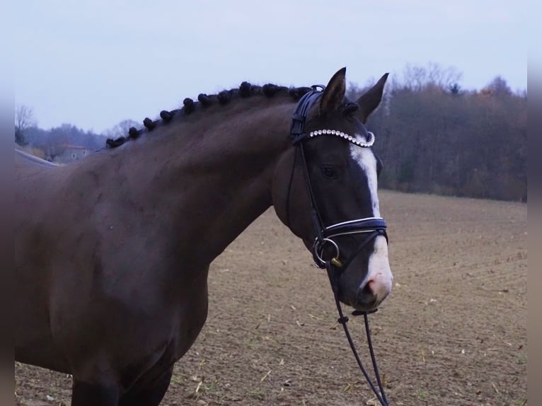 Oldenbourg Hongre 3 Ans 168 cm Bai brun foncé in Bramsche