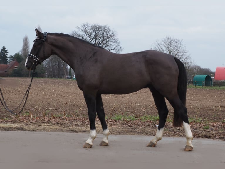 Oldenbourg Hongre 3 Ans 168 cm Bai brun foncé in Bramsche