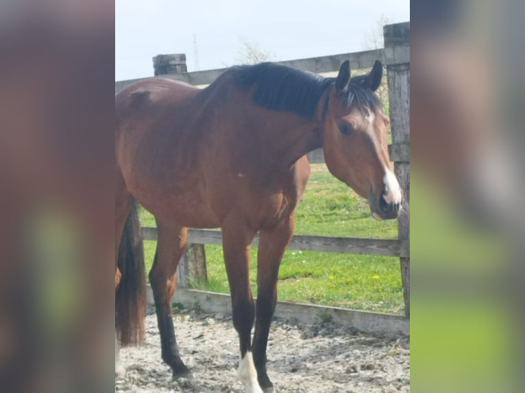 Oldenbourg Hongre 3 Ans 168 cm Bai in Belgique