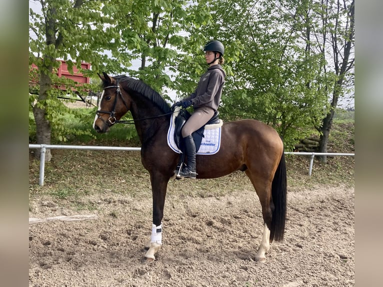 Oldenbourg Hongre 3 Ans 168 cm Bai in Besigheim