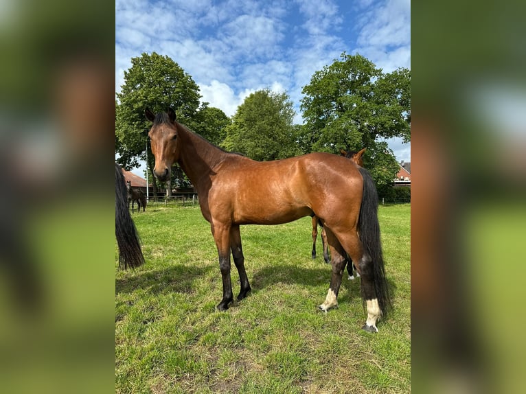Oldenbourg Hongre 3 Ans 168 cm Bai in Gro&#xDF;efehn Bagband