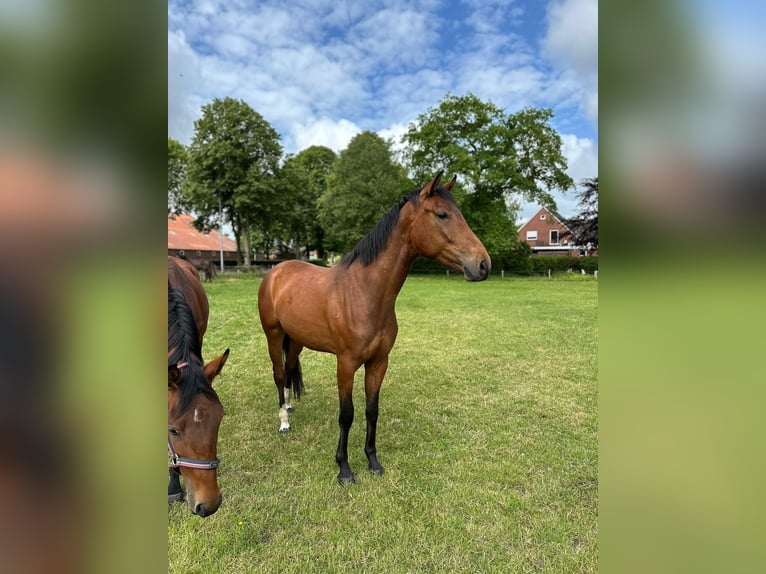 Oldenbourg Hongre 3 Ans 168 cm Bai in Gro&#xDF;efehn Bagband