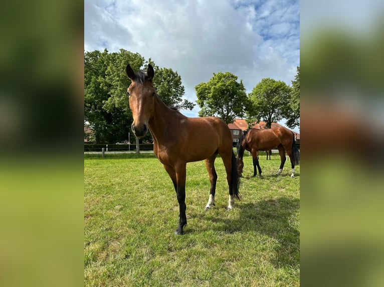 Oldenbourg Hongre 3 Ans 168 cm Bai in Gro&#xDF;efehn Bagband