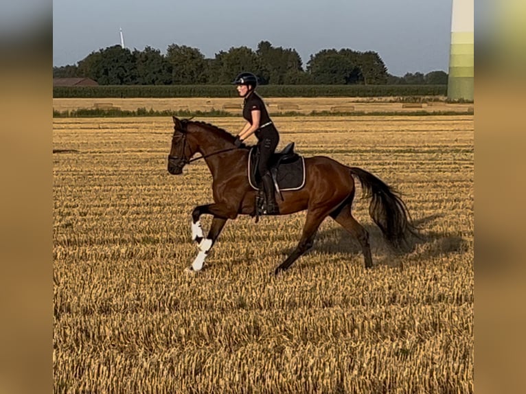 Oldenbourg Hongre 3 Ans 168 cm Bai in Syke