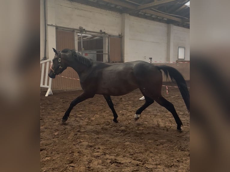 Oldenbourg Hongre 3 Ans 168 cm Bai in Elmenhorst