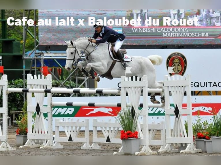 Oldenbourg Hongre 3 Ans 168 cm Bai in Bramsche