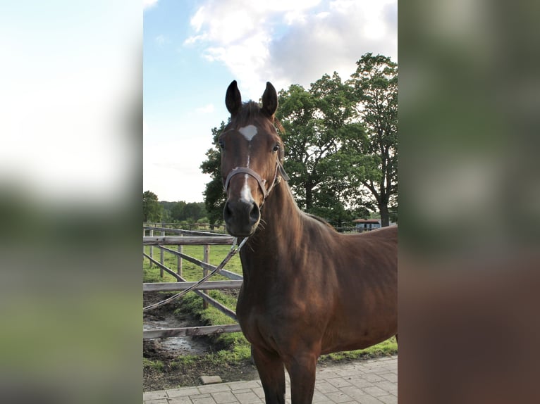 Oldenbourg Hongre 3 Ans 168 cm  in Döhlen