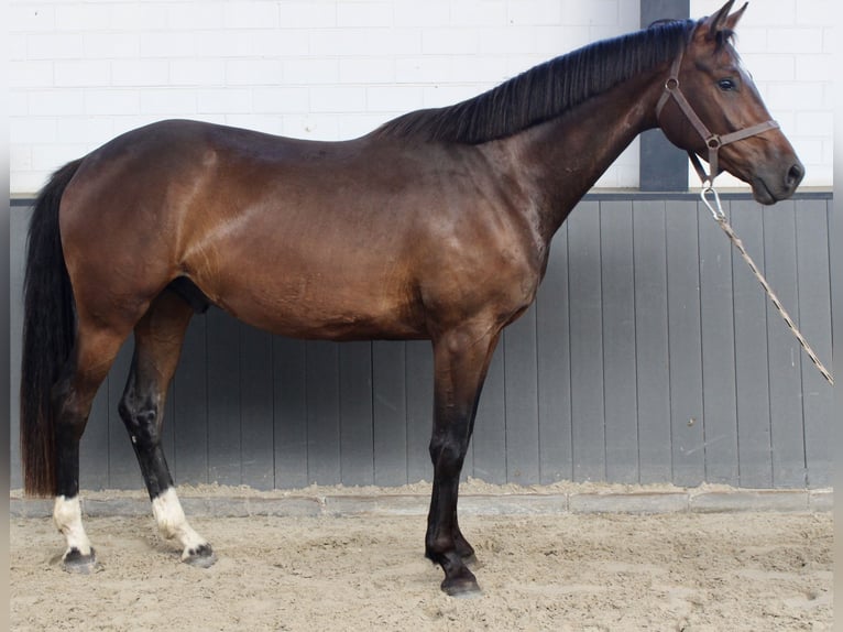 Oldenbourg Hongre 3 Ans 168 cm  in Döhlen