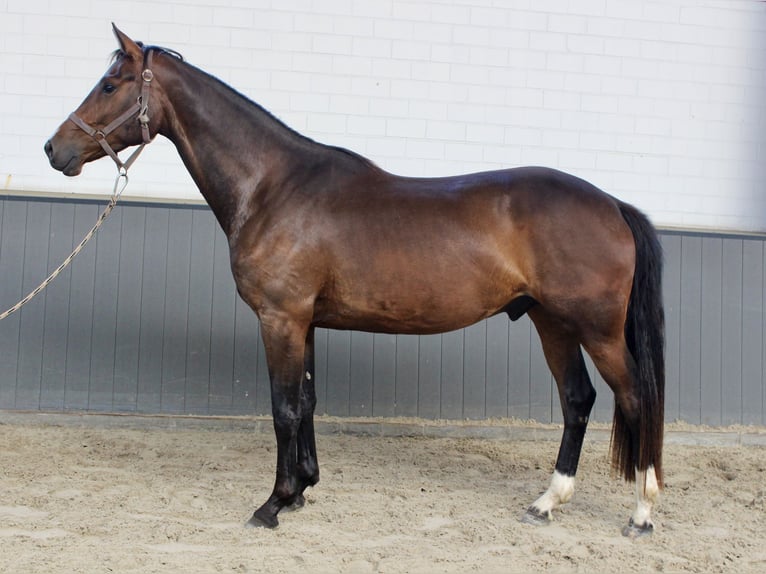 Oldenbourg Hongre 3 Ans 168 cm  in Döhlen