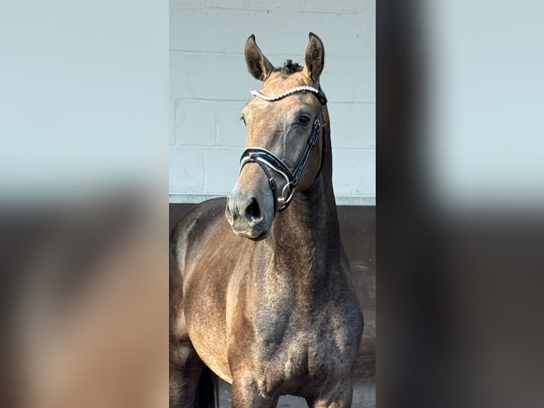 Oldenbourg Hongre 3 Ans 168 cm Gris (bai-dun) in Bramsche