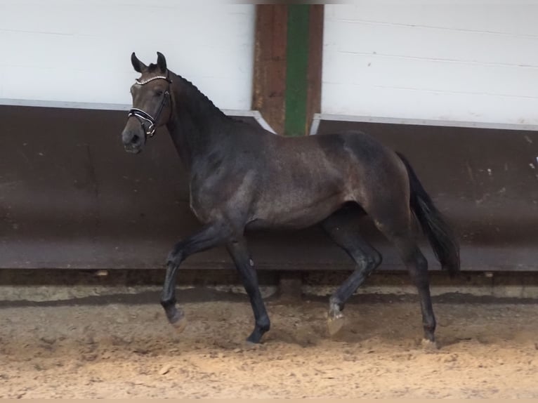 Oldenbourg Hongre 3 Ans 168 cm Gris (bai-dun) in Bramsche