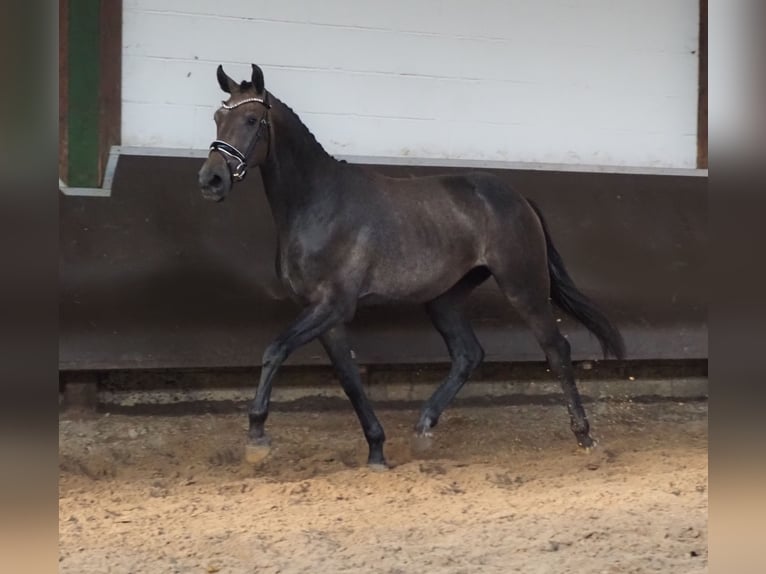 Oldenbourg Hongre 3 Ans 168 cm Gris (bai-dun) in Bramsche