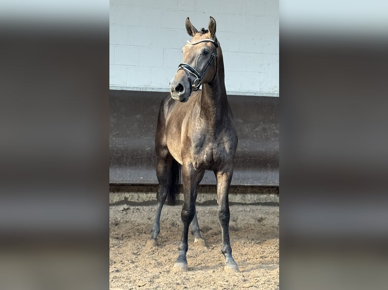 Oldenbourg Hongre 3 Ans 168 cm Gris (bai-dun) in Bramsche