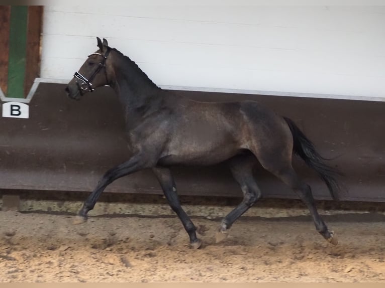 Oldenbourg Hongre 3 Ans 168 cm Gris (bai-dun) in Bramsche