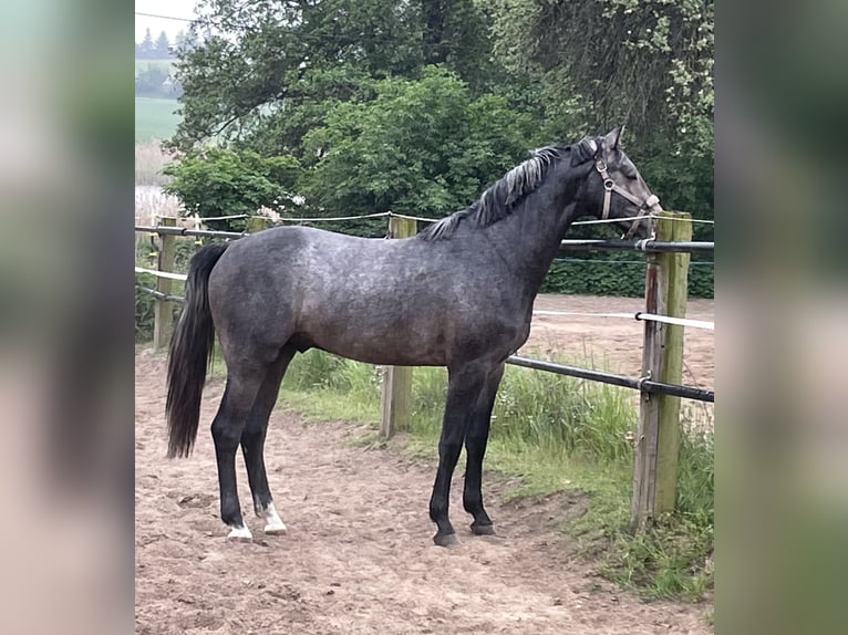 Oldenbourg Hongre 3 Ans 168 cm Gris noir in Nünchritz