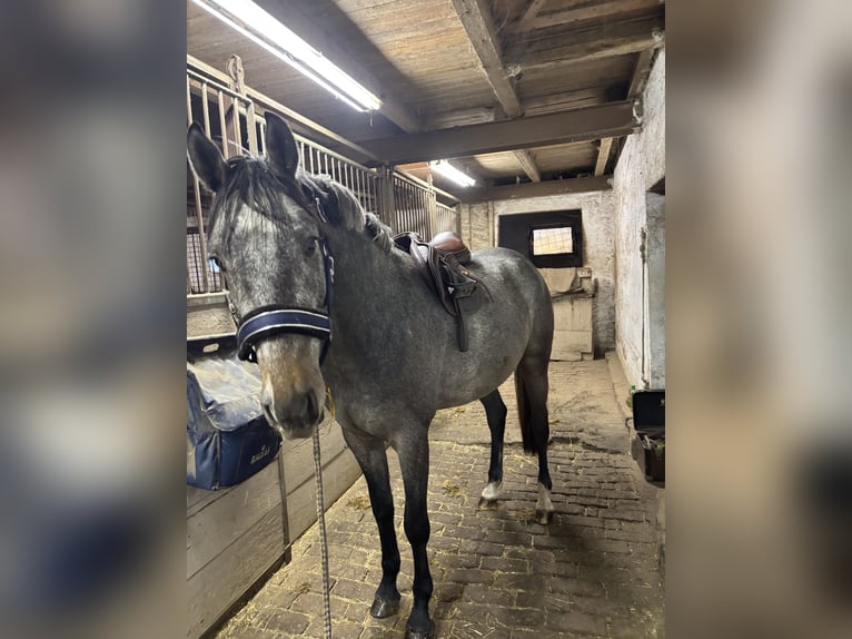 Oldenbourg Hongre 3 Ans 168 cm Gris noir in Nünchritz