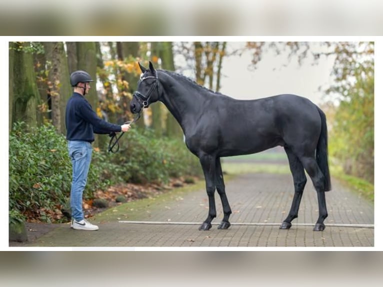 Oldenbourg Hongre 3 Ans 168 cm Noir in Herbstein