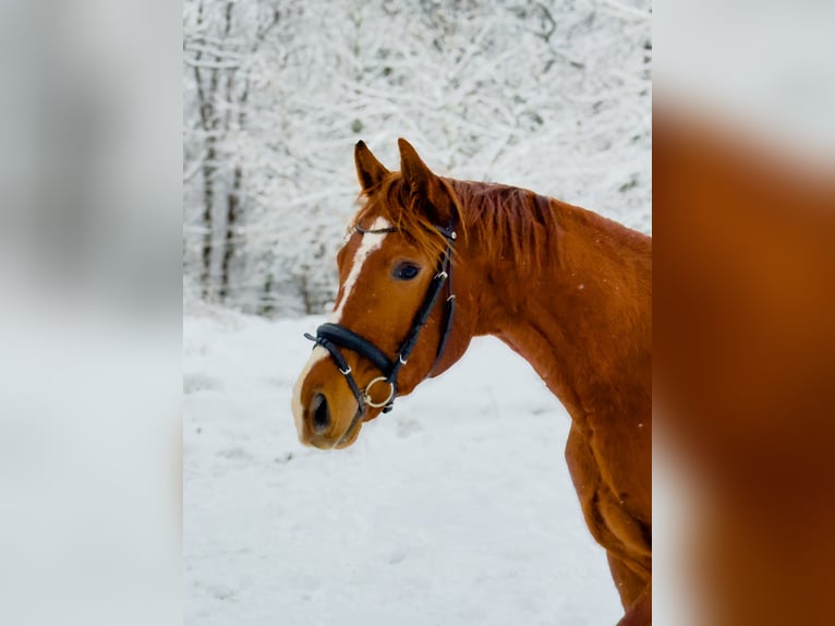 Oldenbourg Hongre 3 Ans 169 cm Alezan in Fuldabrück