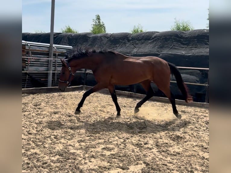 Oldenbourg Hongre 3 Ans 169 cm Bai brun in Woubrugge