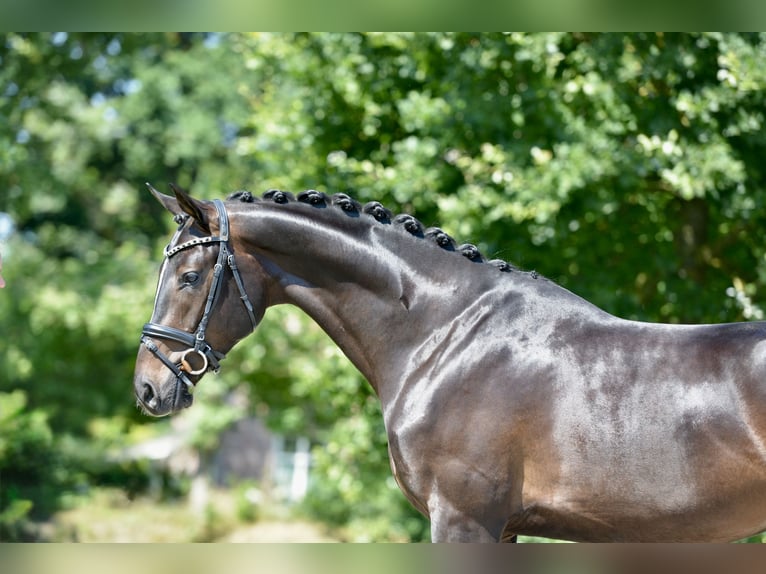Oldenbourg Hongre 3 Ans 169 cm Bai brun foncé in Großefehn Ostgroßefehn