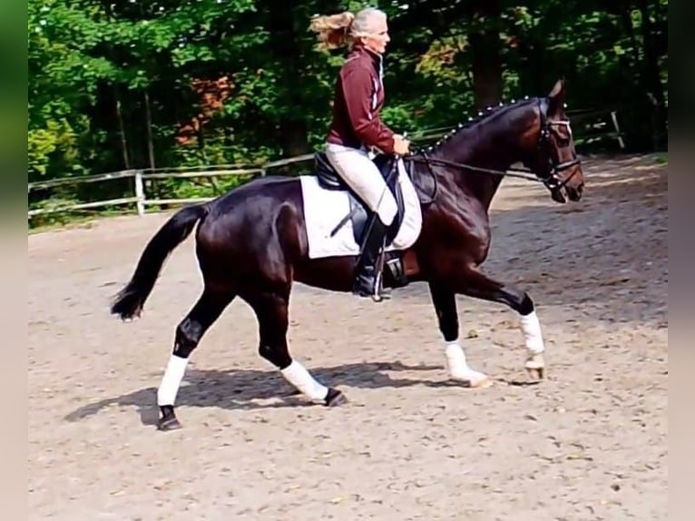 Oldenbourg Hongre 3 Ans 169 cm Bai brun foncé in Quakenbr&#xFC;ck