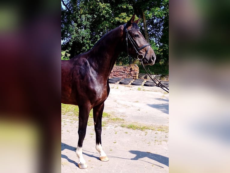 Oldenbourg Hongre 3 Ans 169 cm Bai brun foncé in Quakenbr&#xFC;ck