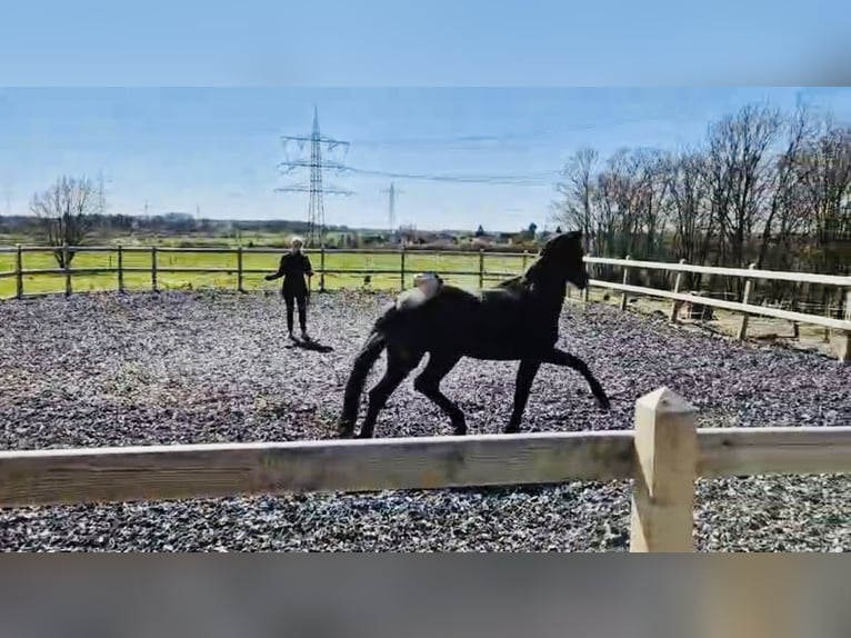 Oldenbourg Hongre 3 Ans 169 cm Bai brun foncé in Friedberg